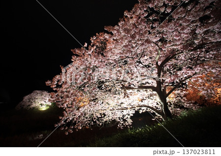 ライトアップされた夜桜 137023811