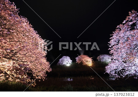 桜のライトアップされた夜の公園 桜のライトアップされた夜の公園 137023812