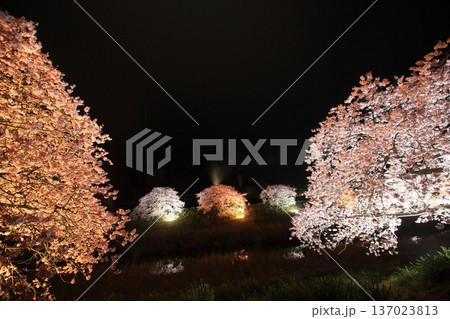ライトアップされた夜桜 ライトアップされた夜桜 137023813