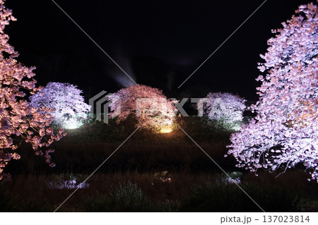 水面に映る桜 137023814