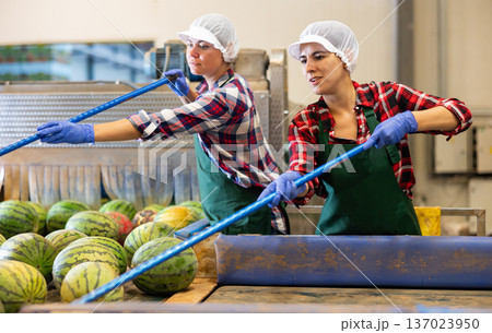 Two hired female workers in uniform use sticks to sort watermelons on vegetable factory conveyor Two hired female workers in uniform use sticks to sort watermelons on vegetable factory conveyor 137023950