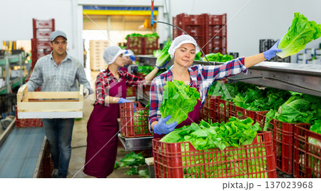 Woman worker in apron standing at conveyor in factory and sorting lettuce Woman worker in apron standing at conveyor in factory and sorting lettuce 137023968