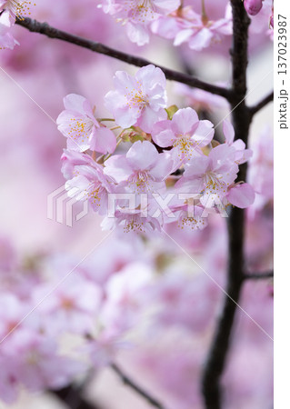 cherry blossom in spring cherry blossom in spring 137023987