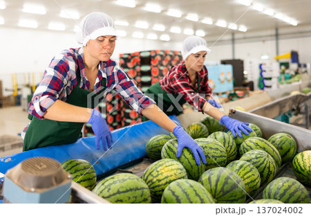 Vegetable factory workers sorting watermelons on conveyor line Vegetable factory workers sorting watermelons on conveyor line 137024002