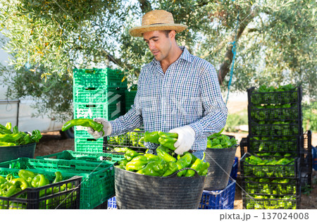 Man gardener sorting green pepper outdoors Man gardener sorting green pepper outdoors 137024008