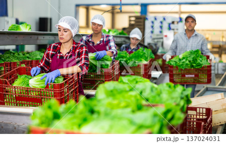 Woman worker in apron standing at conveyor in factory and sorting lettuce 137024031