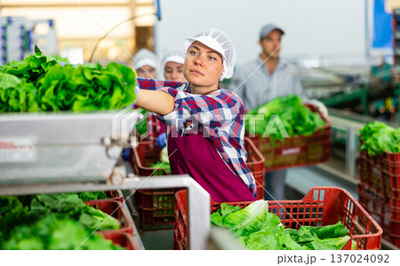 Woman sorting lettuce in agricultural facility 137024092