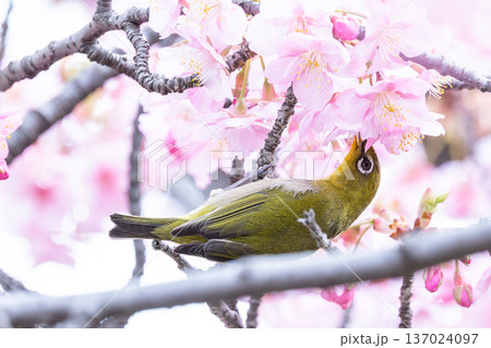 cherry blossom sakura in spring and a bird 137024097