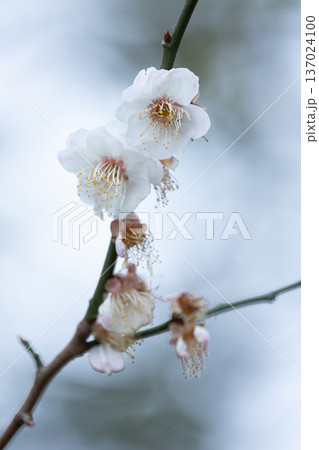 plum flowers on spring 137024100