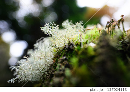 地衣類の風景　マクロの世界 137024118