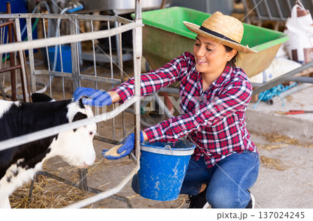 Female farmer feeding calf in the cowshed Female farmer feeding calf in the cowshed 137024245