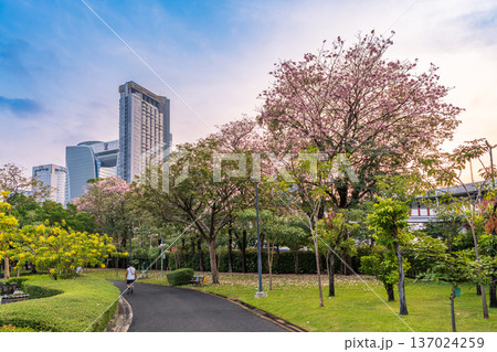 People walk along a paved path in Chatuchak Park during the dry season, surrounded by blooming pink trumpet and yellow silver trumpet trees People walk along a paved path in Chatuchak Park during the dry season, surrounded by blooming pink trumpet and yellow silver trumpet trees 137024259