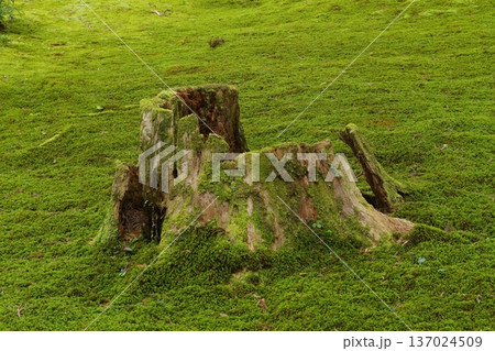白山平泉寺の苔エリア 137024509