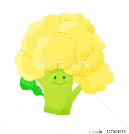 ふんわり黄色野菜|黄色カリフラワー ふんわり黄色野菜|黄色カリフラワー 137024616