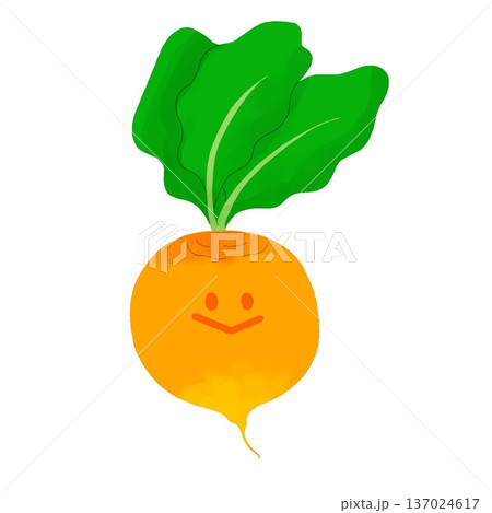 ふんわり黄色野菜|黄色ビーツ ふんわり黄色野菜|黄色ビーツ 137024617