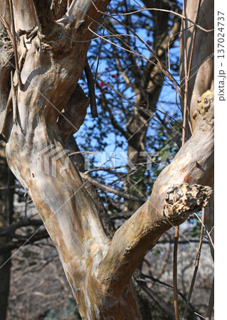 サルスベリの幹の木肌 サルスベリの幹の木肌 137024737