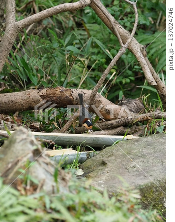 餌をついばむヤマガラ 餌をついばむヤマガラ 137024746