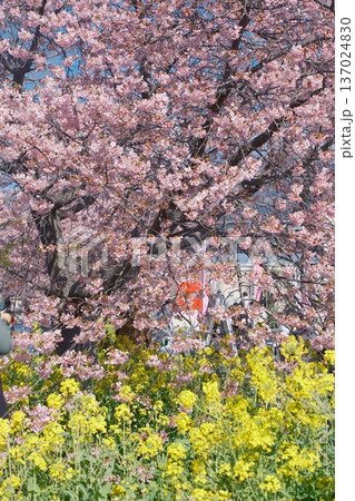 満開の桜と菜の花 満開の桜と菜の花 137024830