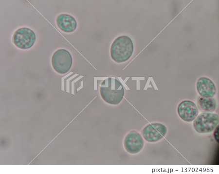 油浸法で観察した酵母菌の写真 油浸法で観察した酵母菌の写真 137024985