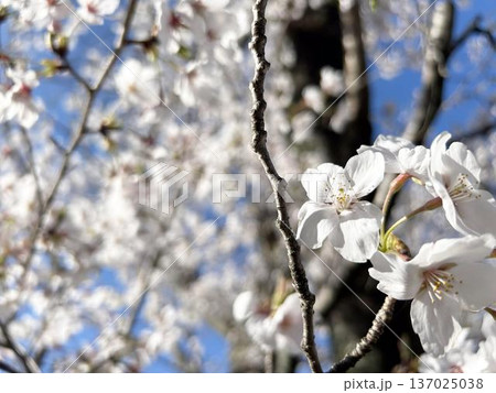 日差しを浴びる桜のクローズアップ 日差しを浴びる桜のクローズアップ 137025038