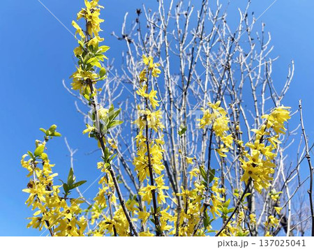日差しを浴びるレンギョウと青空 137025041