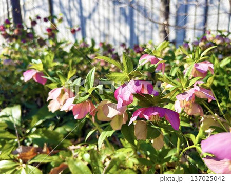 花壇で日差しを浴びるレンテンローズ 137025042