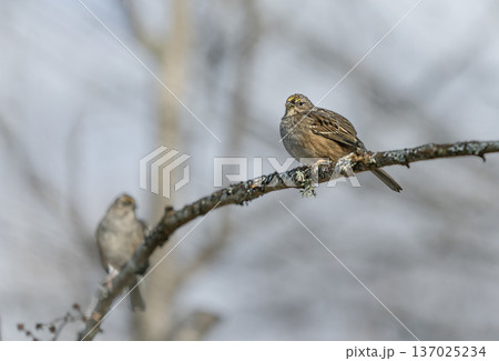 Song Sparrows perched on branch during early spring. Song Sparrows perched on branch during early spring. 137025234