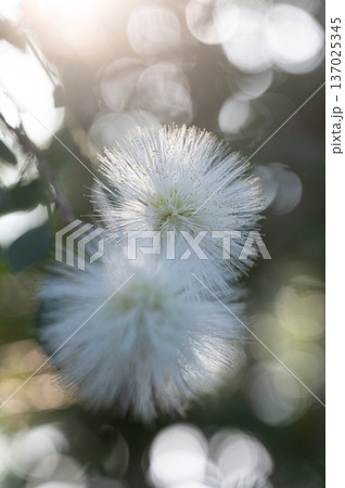 カリアンドラの白い花　庭園の風景 137025345