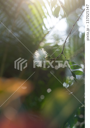 カリアンドラの白い花 庭園の風景 カリアンドラの白い花 庭園の風景 137025347