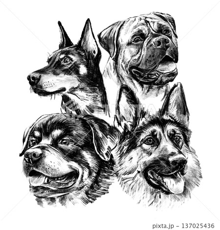 Hand drawn black and white illustration of guard dog breeds including Doberman, Bullmastiff, Rottweiler and German Shepherd. Detailed realistic sketch portraits isolated on white background. 137025436