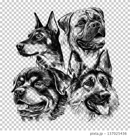 Hand drawn black and white illustration of guard dog breeds including Doberman, Bullmastiff, Rottweiler and German Shepherd. Detailed realistic sketch portraits isolated on white background. 137025436