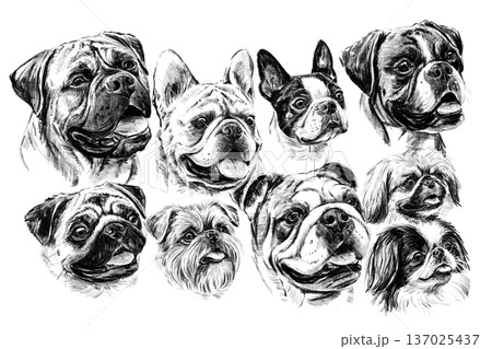 Hand drawn black and white illustration set of brachycephalic dog breeds portraits. Detailed realistic sketch collection isolated on white background for prints, design, posters, pet products and 137025437