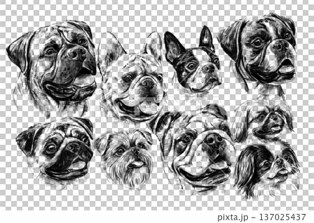 Hand drawn black and white illustration set of brachycephalic dog breeds portraits. Detailed realistic sketch collection isolated on white background for prints, design, posters, pet products and 137025437