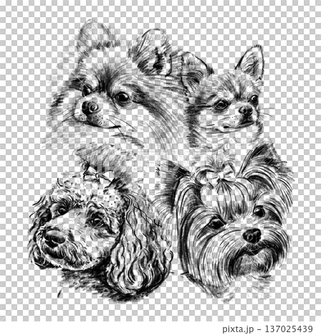Hand drawn black and white illustration of toy dog breeds including Pomeranian, Chihuahua, Poodle and Yorkshire Terrier. Detailed realistic sketch portraits isolated on white background. High quality Hand drawn black and white illustration of toy dog breeds including Pomeranian, Chihuahua, Poodle and Yorkshire Terrier. Detailed realistic sketch portraits isolated on white background. High quality 137025439