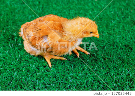 Small brown chick explores grass on farm under bright sun during day. 137025443