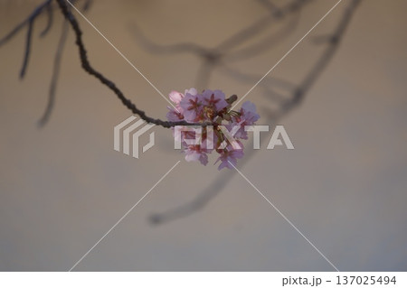 春を告げる河津桜 春を告げる河津桜 137025494