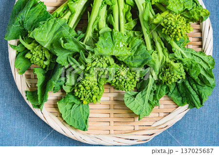 菜の花 菜の花 137025687