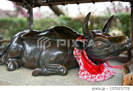 春の京都「北野天満宮」紅梅と赤いよだれ掛けを付けた撫で牛 137025778