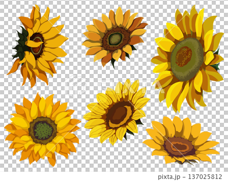 seamless pattern with yellow sunflowers 137025812