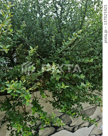 Pyracantha growing over a fence. 137025925