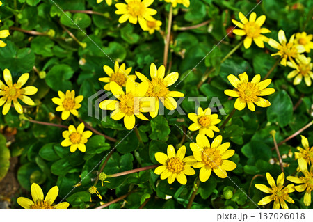 黄色いキクザキリュウキンカの花（冬、二月） 137026018