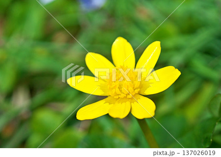 黄色いキクザキリュウキンカの花（冬、二月） 137026019