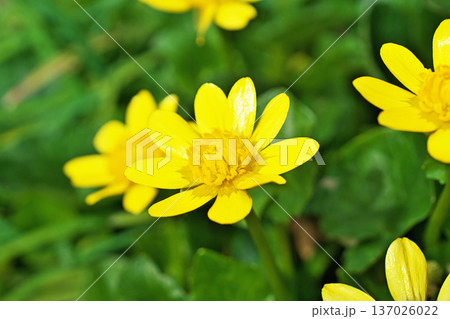 黄色いキクザキリュウキンカの花（冬、二月） 137026022