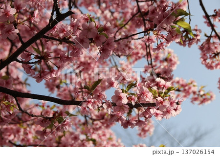 八王子金龍山 信松院の河津桜 137026154