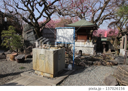 八王子金龍山 信松院の河津桜 八王子金龍山 信松院の河津桜 137026156