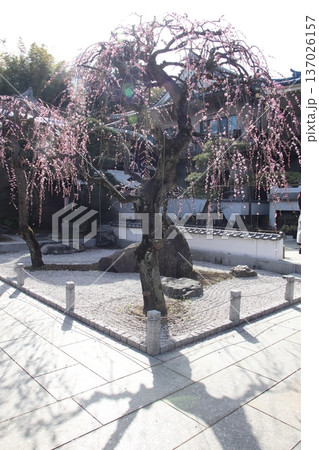 八王子金龍山 信松院のしだれ梅 137026157