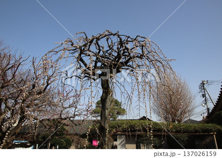 八王子金龍山 信松院のしだれ梅 137026159