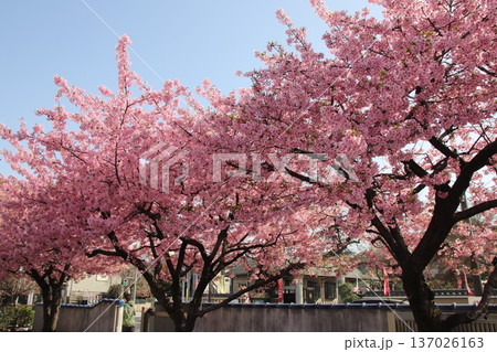 八王子金龍山 信松院の河津桜 八王子金龍山 信松院の河津桜 137026163
