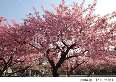 八王子金龍山 信松院の河津桜 137026164