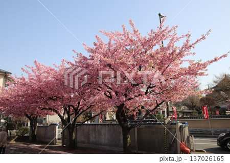 八王子金龍山 信松院の河津桜 八王子金龍山 信松院の河津桜 137026165